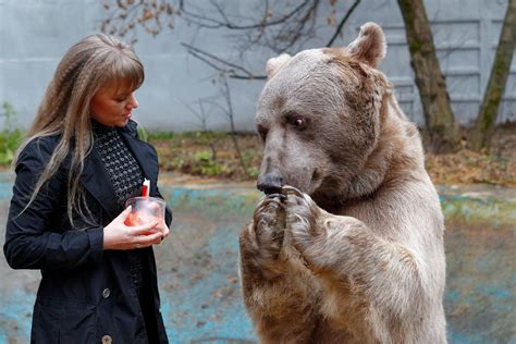 Os Ursos Mais Famosos Da R Ssia Russia Beyond Br