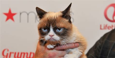 Grumpy Cat Has Died Remembering The Viral Sensation