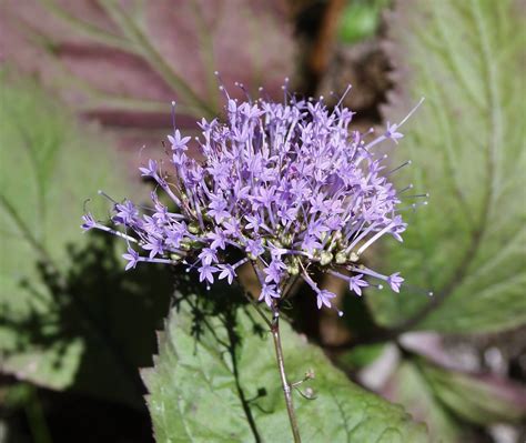 Plantas Beleza E Diversidade Vi Vas Trachelium Caeruleum