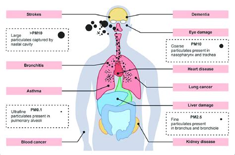 Health Effects Associated With Airborne Particulate Matter Pollution