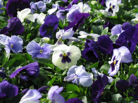 Pansy Matrix Sapphire Mix Rcop Maple Park Pansies Maple Park Plants