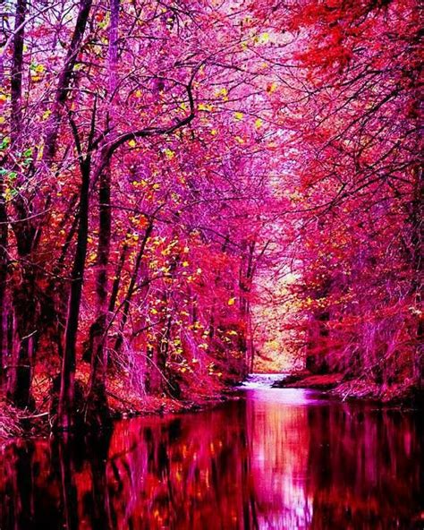 Shades Of Pink Beautiful Nature Pink Forest Beautiful Tree