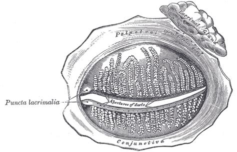 Anatomy Head And Neck Eye Conjunctiva Statpearls Ncbi Bookshelf