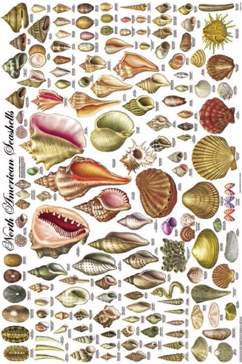 North American Seashells Poster Depicting 140 Types Of Shells Vintage