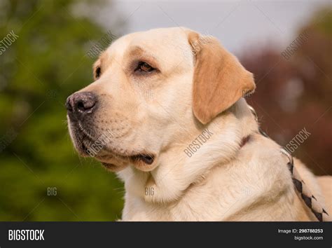 Portrait Dog Labrador Image And Photo Free Trial Bigstock