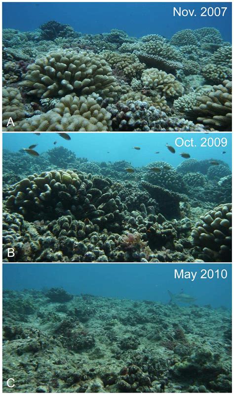 Australias Great Barrier Reef Is In Decline From Ocean Acidification