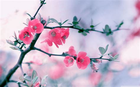30 Spring Flowers Backgrounds Hd Pixelstalknet