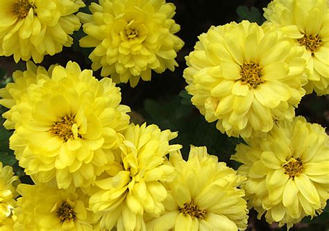 I'll let you know when. Yellow Mums (Chrysanthemums)