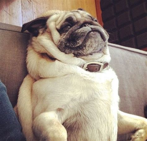 A Pug Dog Sitting On Top Of A Couch Next To Someones Legs