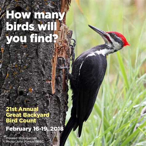 Developed by the cornell lab of ornithology and audubon, the gbbc engages tens of thousands of participants. Great Backyard Bird Count, Feb. 16-19 - delatrails.com