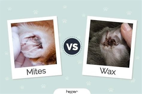 Cat Ear Mites Vs Wax How To Tell The Difference Hepper