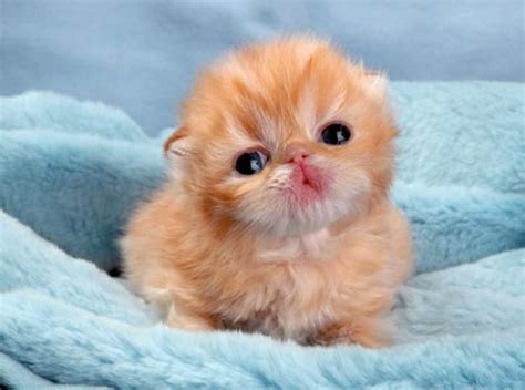 Top 10 Cutest Kittens In The World