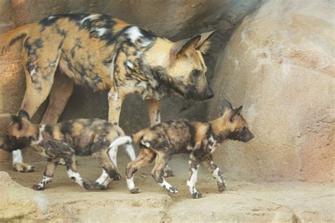 Endangered African Wild Dog Puppies Born At Zoo
