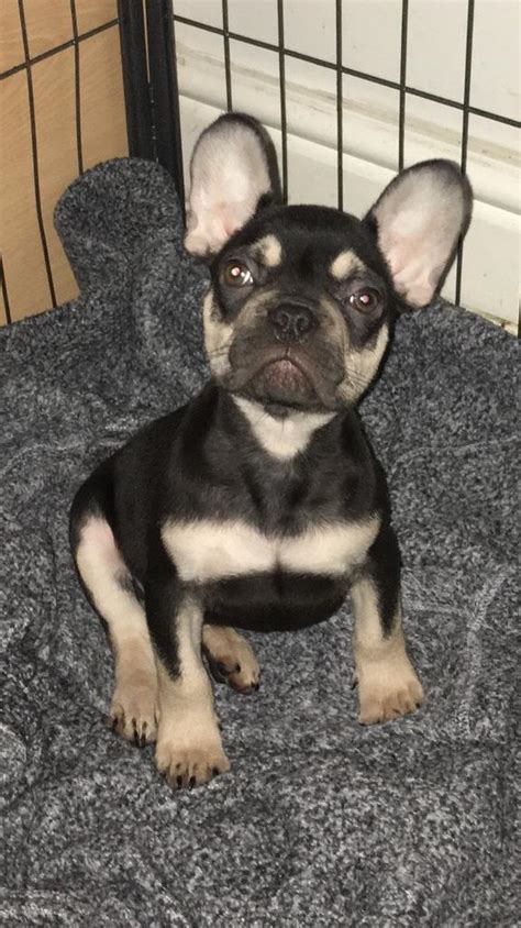 Chocolate French Bulldog Puppy In Barry Vale Of Glamorgan Gumtree