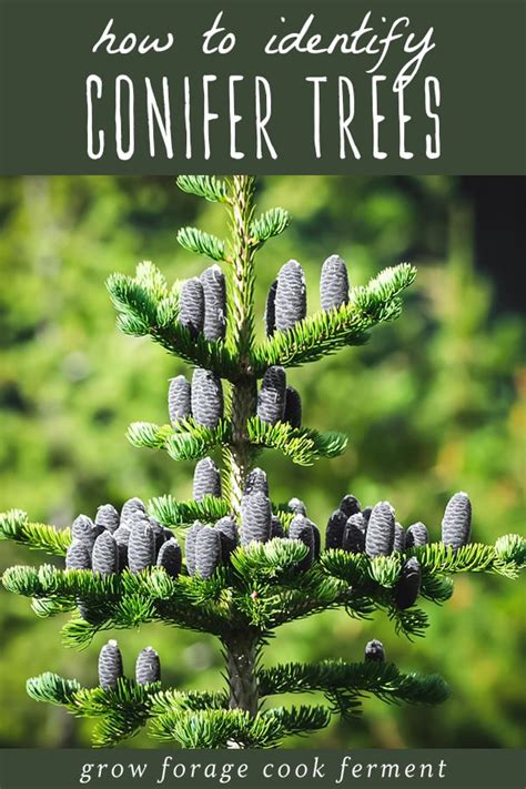 How To Identify Conifer Trees Pine Fir Spruce Juniper And More