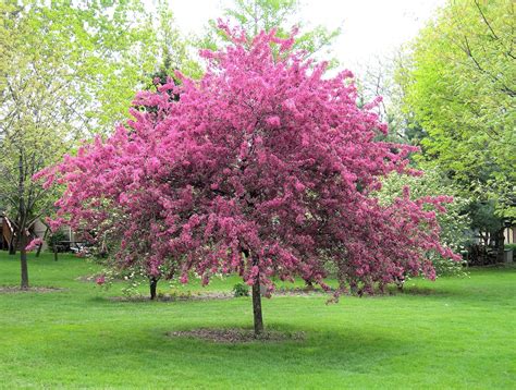 Flowering And Ornamental Trees For Colorado Climates Nicks Garden