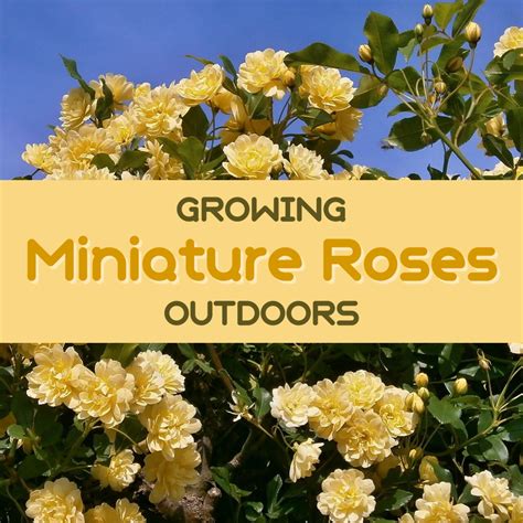 Miniature Roses Can Be Grown Outdoors In Pots Or Directly In The Ground