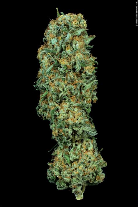 Mk Ultra® Kush Strain Th Seeds Cannapedia