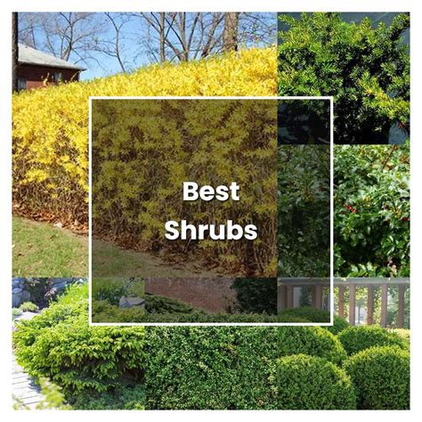 How To Grow Best Shrubs Plant Care And Tips Norwichgardener