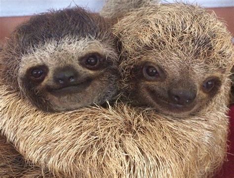 Two Sloths Cuddling