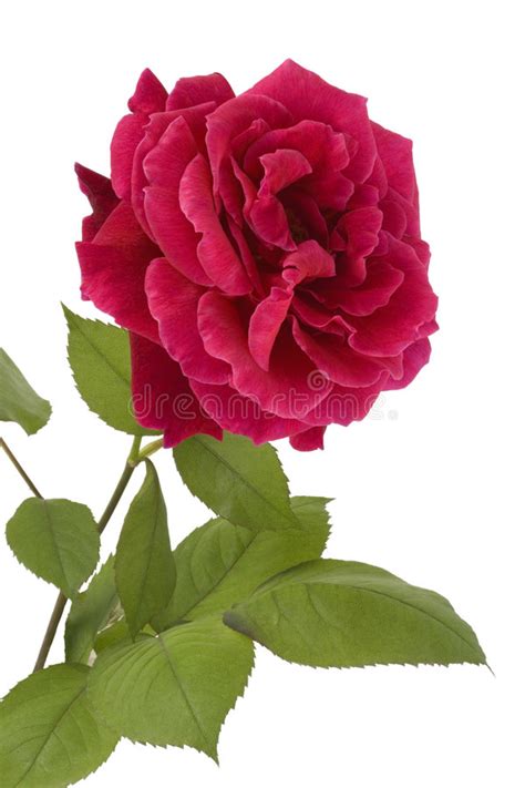 A Beautiful Red Rose Stock Image Image Of Rose Plants 17619239