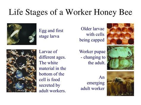 ppt honey bee biology the basis for colony management powerpoint presentation id 1803074