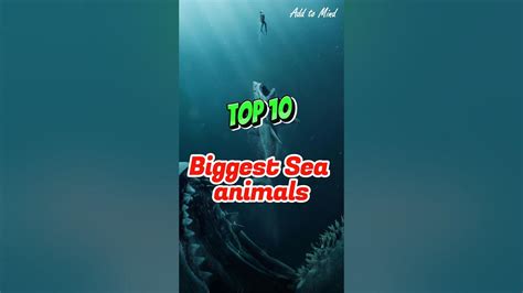 10 Biggest Sea Animals Youtube