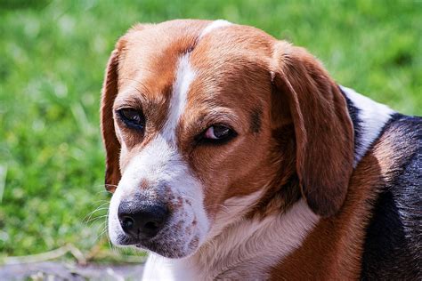 Why Do Beagles Get Red and Watery Eyes - Modern Beagle
