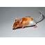 Signs Of Mice In Your Rental Property