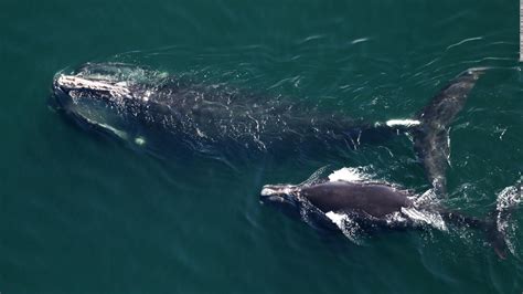 Populations Of The Endangered North Atlantic Right Whale Are The Lowest They Ve Been In Nearly