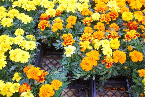 The Difference Between Annuals Perennials And Biennials Install It Direct