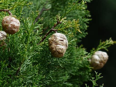 Tipos De Cipreses Para Jardín Jardineria On