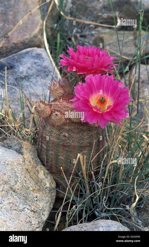 Arizona Rainbow Cactus Echinocereus Rigidissimus Miller Canyon