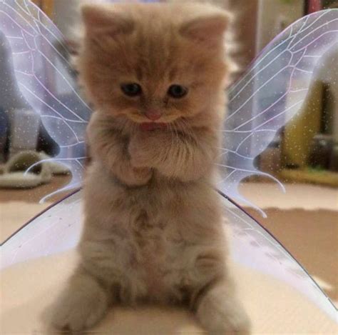 Faerie Cats Animals And Nature In 2021 Cute Animals Cute Baby Cats