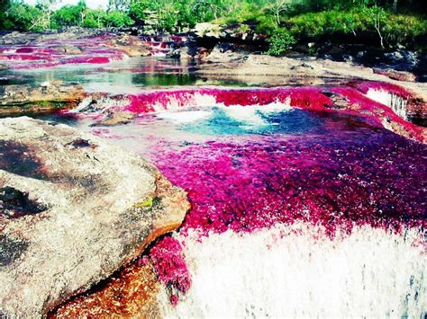 This Is The Caño Cristales Located In Colombia It Is Also Known As