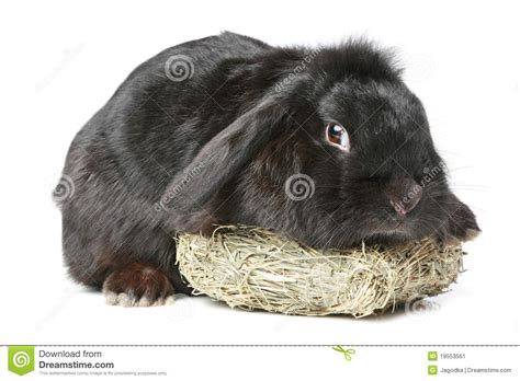 Black Lop Eared Rabbit Stock Image Image 19553561