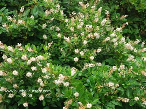 Clethra Alnifolia Anne Bidwell Sweet Pepper Bush A Shrub Clothed