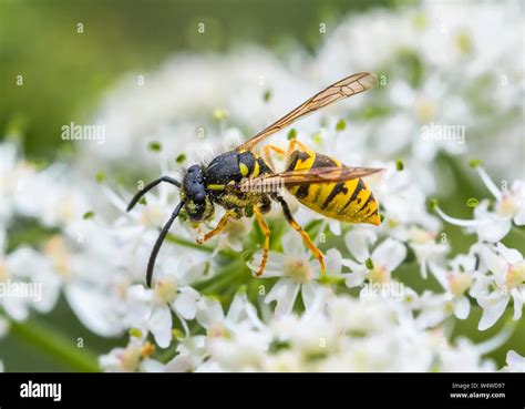Vespula Vulgaris Common Wasps European Wasps Common Yellow Jackets