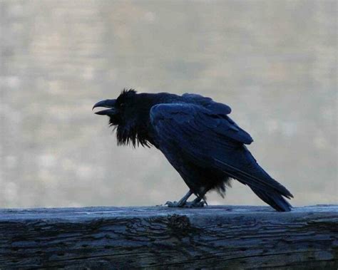 what is a group of ravens called and 16 remarkable facts