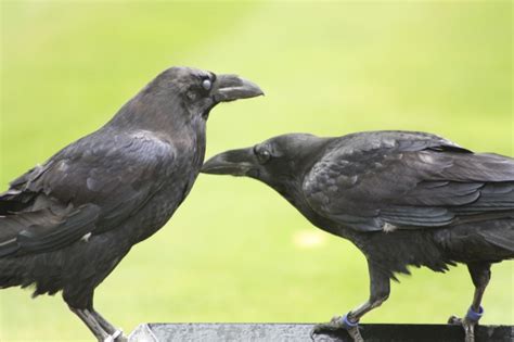 ravens have social abilities previously only seen in humans ars technica