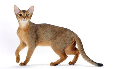 Kittens breeders is a home based kittycattery based in the united states.we specialize on luxury, purebred cats, and kittens for sale. Abyssinian History, Personality, Appearance, Health and ...