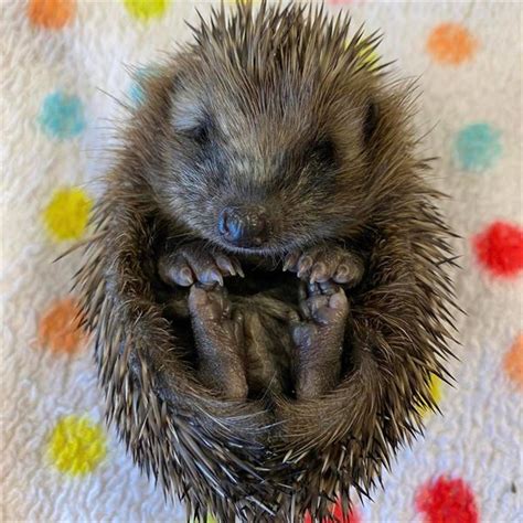 Cuan Wildlife Rescue Causes Unity Lottery