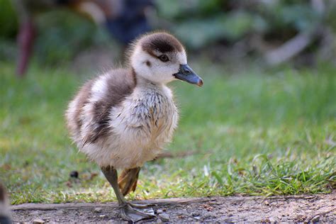 The Birds Of London In Spring Simon Dunant