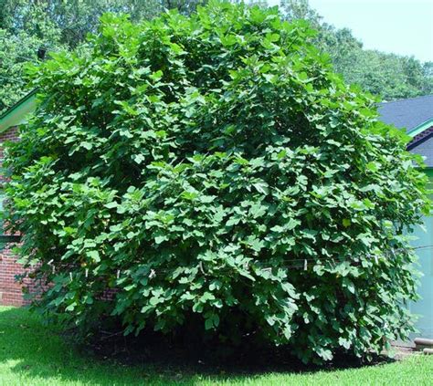 Check spelling or type a new query. Green Thumbs: There could be several reasons why fig tree ...