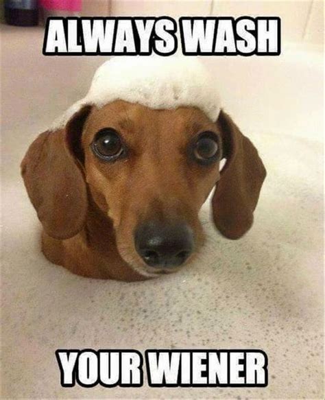 62 Best Dachshund Memes And Wiener Dog Humor Images On