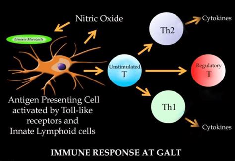 The Immune Response At Galt Gut Associated Lymphoid Tissue Against
