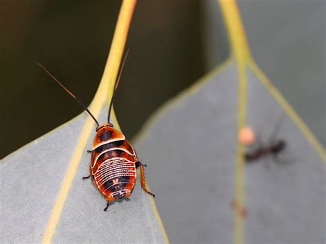 Australia S Native Cockroaches A Plea For Understanding