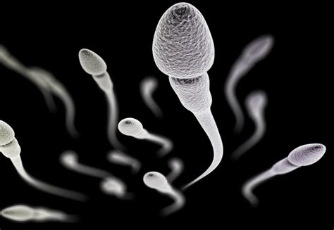 Spinning Semen Provides A Measurement Of Fertility Imperial News