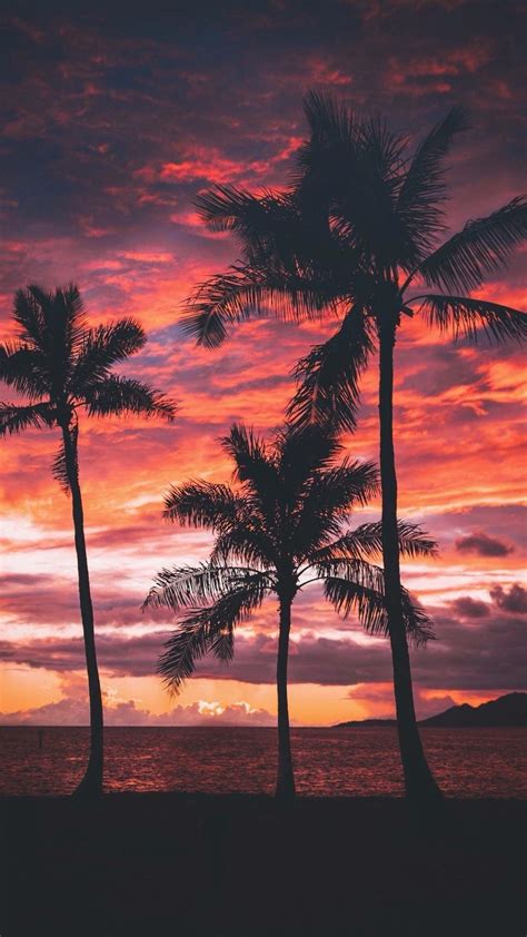 Palm Tree Sunset Wallpapers Top Những Hình Ảnh Đẹp
