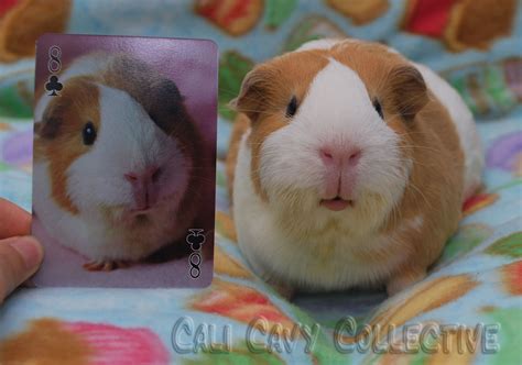Cali Cavy Collective A Blog About All Things Guinea Pig Guinea Pig